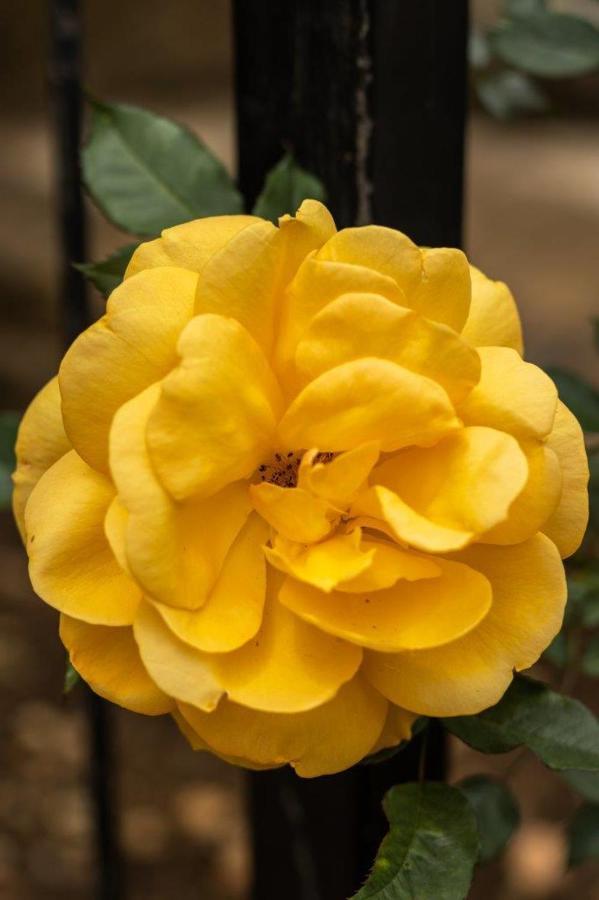 La Casa Nostra Villa Rose Garden Bella Hillcrest Eksteriør billede