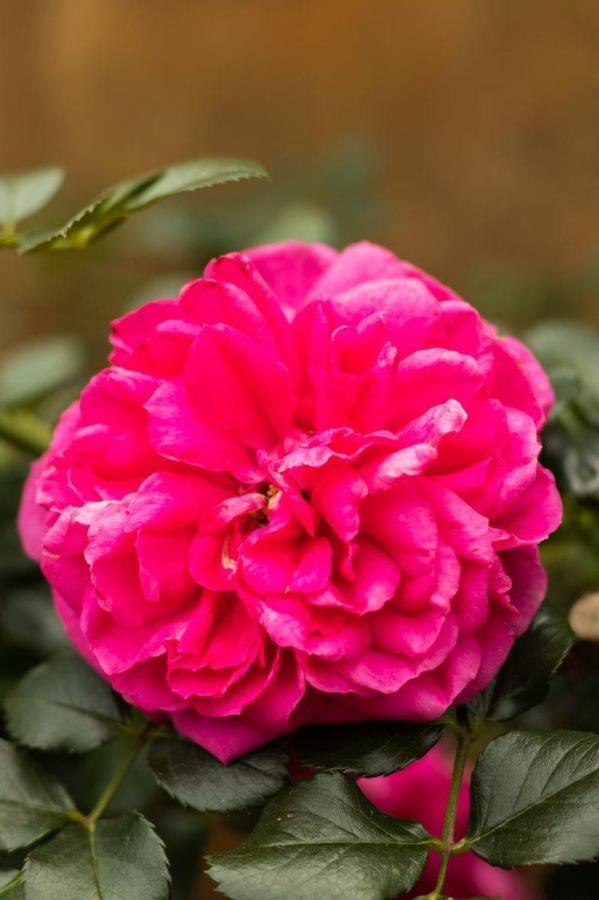 La Casa Nostra Villa Rose Garden Bella Hillcrest Eksteriør billede